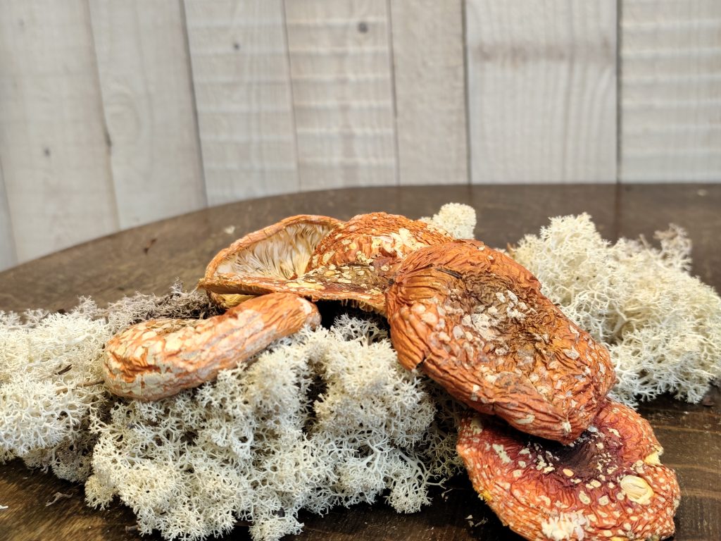 A klasė- Amanita muscaria kepurėlės
