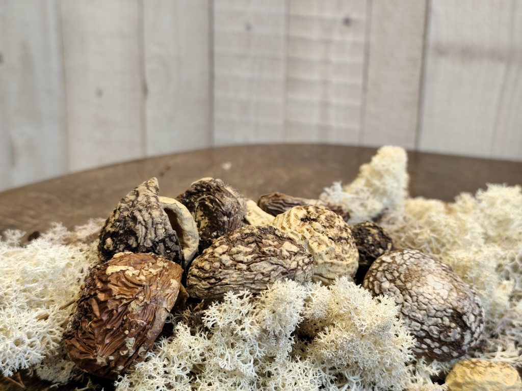 Neatsidariusios Amanita regalis kepurėlės – premium klasė ++ 50gr.