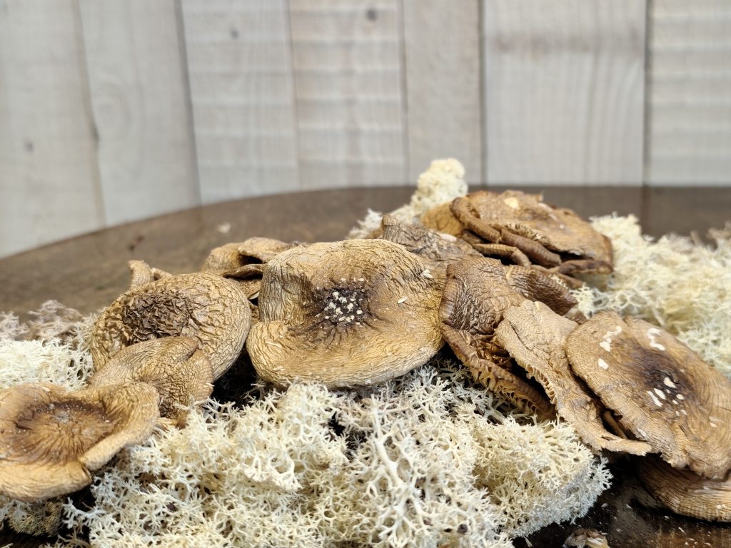 Džiovintos Amanita pantherina kepurėlės – 30gr