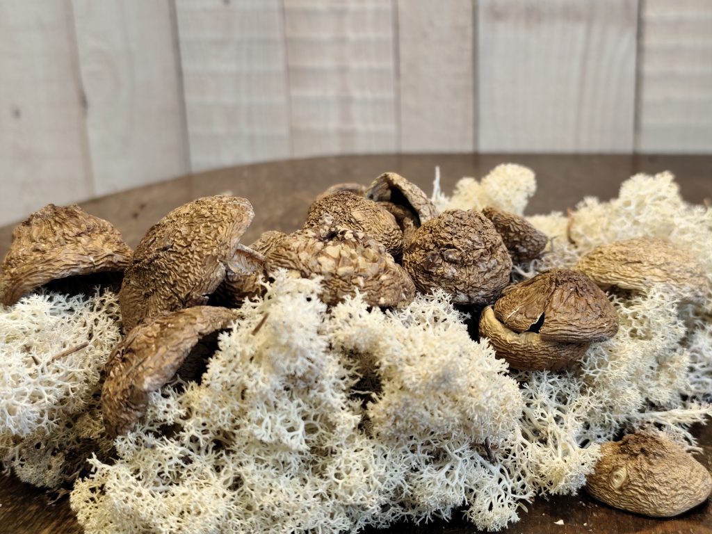 Džiovintos Amanita pantherina kepurėlės uždaros max premium