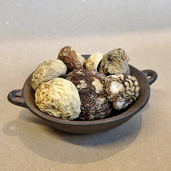 Amanita regalis