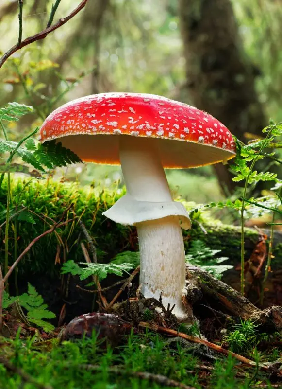 A red Amanita mushroom growing among moss on the forest floor